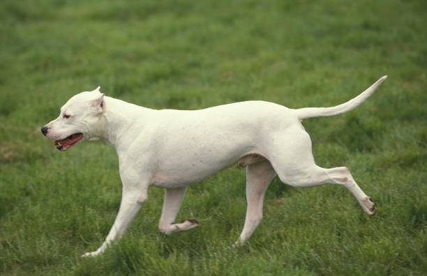 istock Argentinian Mastiff Dog (Old Standard Breed with Cut Ears), Male running on Grass 1256655948