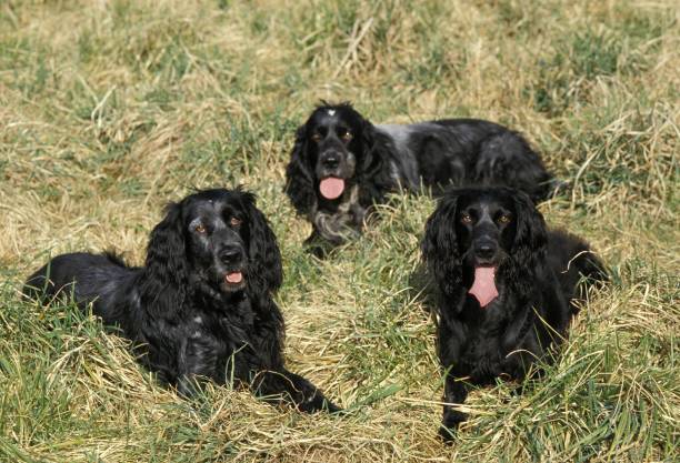 Blue Picardy Spaniel Dog laying on Grass Blue Picardy Spaniel Dog laying on Grass blue picardy spaniel stock pictures, royalty-free photos & images