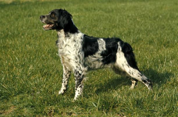 istock Brittany Spaniel Dog standing on Grass 1256656527
