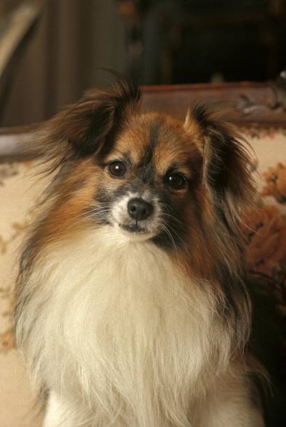 istock Portrait of Phalene or Continental Toy Spaniel 1256656537