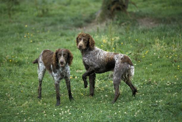 istock Audemer Spaniel Dog Bridge, a French Breed 1256656568