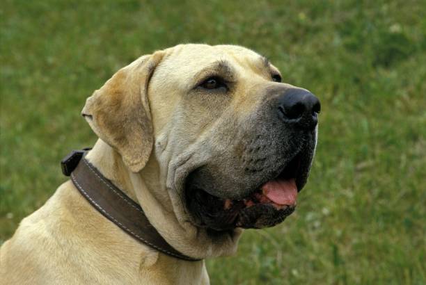 istock Fila Brasileiro, a Dog Breed from Brazil 1256656620