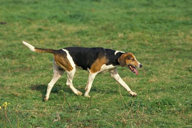 istock English Foxhound Dog standing on grass 1256656624