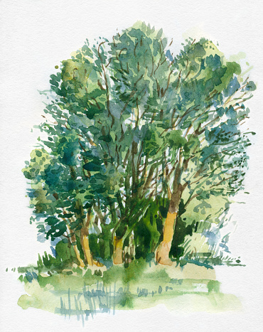 Trees Watercolor Drawing with Ink and Brush, Group of Trees