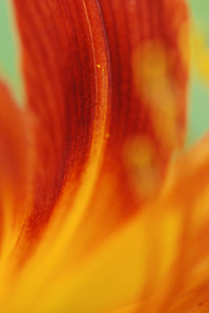 istock Close-up of a daylily 1256656871