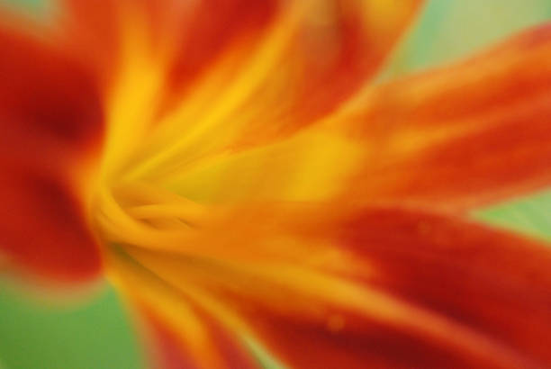 istock Close-up of a daylily 1256656882