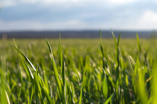 istock Young green wheat corn grass sprouts field close 1256656971