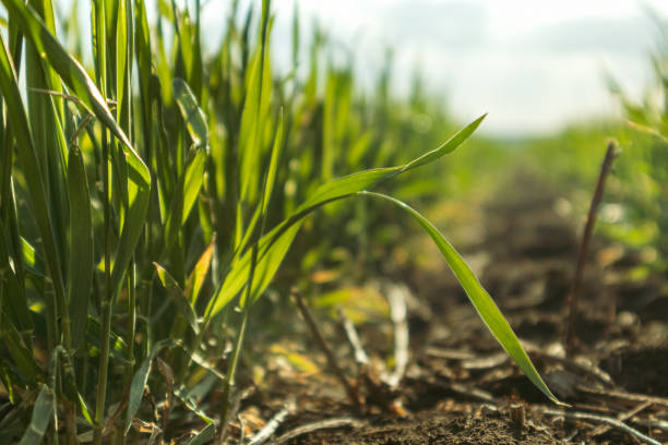 istock Young green wheat grass sprouts blade field macro 1256657037
