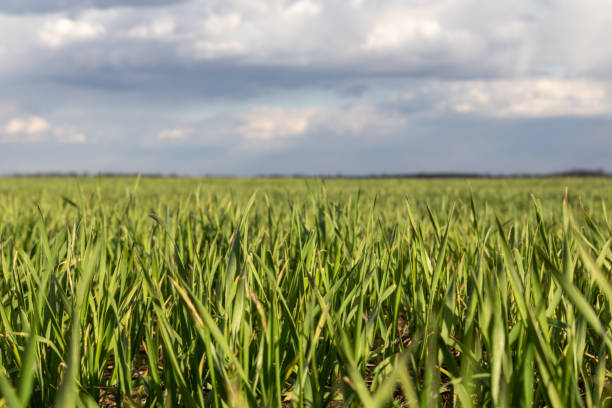 istock Young green wheat corn grass sprouts field closeup 1256657152