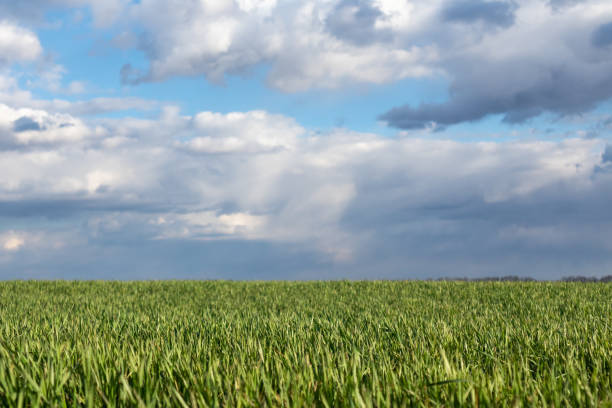istock Young green wheat corn grass field landscape 1256657276