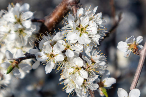 Blackthorn white spring flowers bloom, dark bokeh