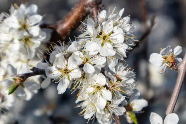Blackthorn tender white light spring flowers bloom with dark contrast bokeh blurred background. Sunny light natural blossom macro close-up foliage wallpaper