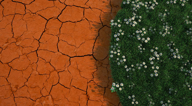 Contrasting dried up soil with green lawn