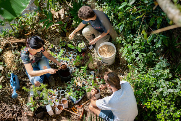 Group of people planting seedlings in a sustainable lifestyle Gardening and planting seedlings community vegetable garden stock pictures, royalty-free photos & images