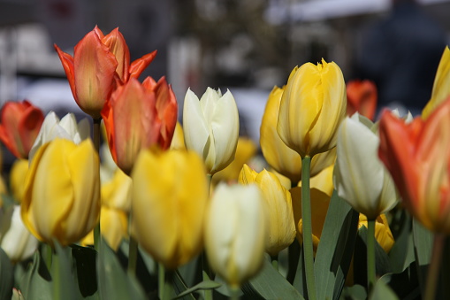 Tulip flowers in Amsterdam, Netherlands