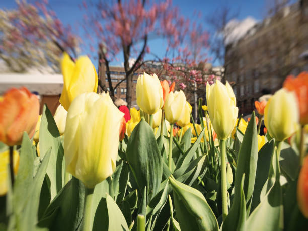 Tulip flowers in Amsterdam, Netherlands