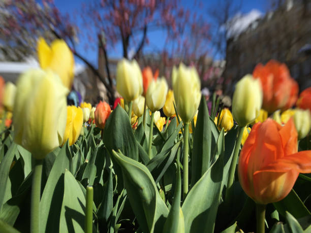 Tulip flowers in Amsterdam, Netherlands