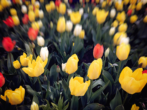 Tulip flowers in Amsterdam, Netherlands