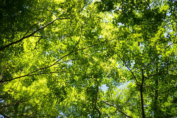 istock Look up at the fresh green forest 1256663194