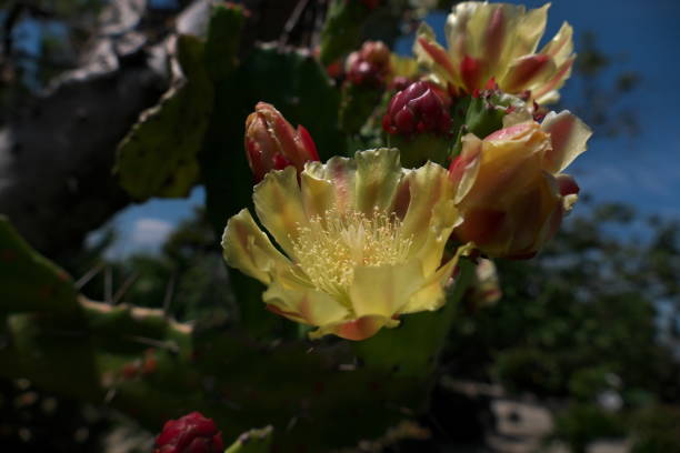 Flowering cactus flower, Opuntia vulgaris Flowering cactus flower, Opuntia vulgaris opuntia vulgaris stock pictures, royalty-free photos & images