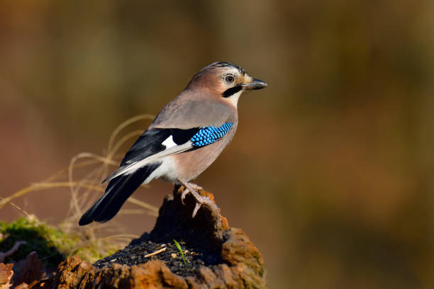 istock Eurasian jay in autumn 1256664494
