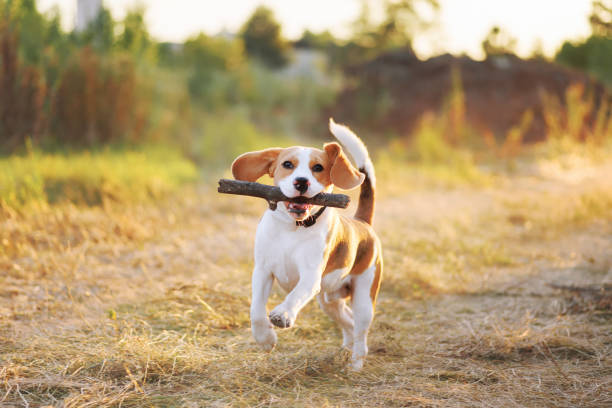 Dog playing with stick Happy beagle dog playing fetch with the stick outdoors. Active dog pet on a walk. Sunset scene colors running to catch the train stock pictures, royalty-free photos & images