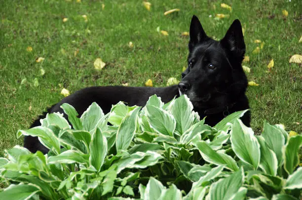 Black dog and hosta in the garden in the late summer