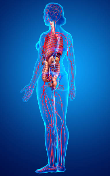 istock 3d rendered medically accurate illustration of female Internal organs and circulatory system 1256666420