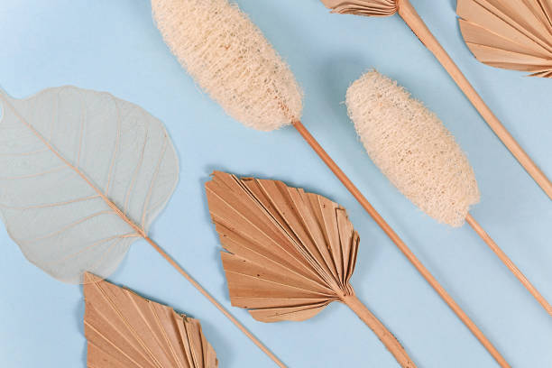 istock Dried exotic plants like palm leaf, luffa and skeleton leaf on blue background 1256667274