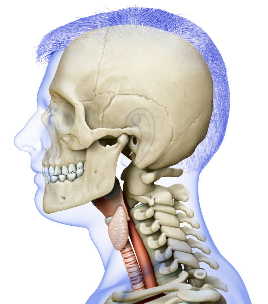 illustration médicalement précise rendue 3d de l’anatomie masculine de larynx - prominence photos et images de collection