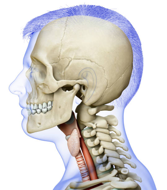 男性喉頭解剖学の医学的に正確なイラストをレンダリングした3d - prominence ストックフォトと画像