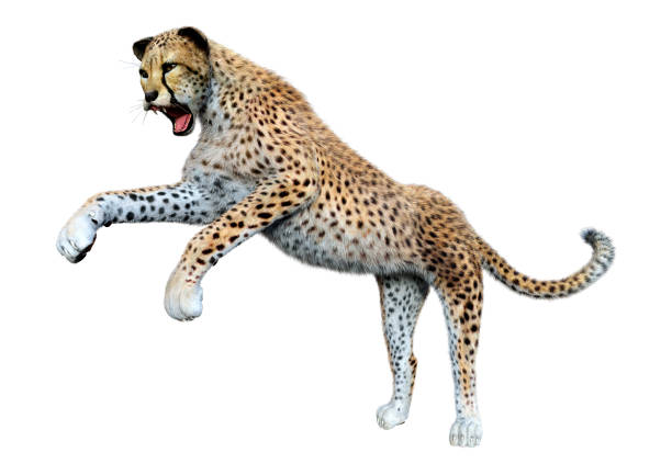 istock 3D illustration big cat cheetah on white 1256668620