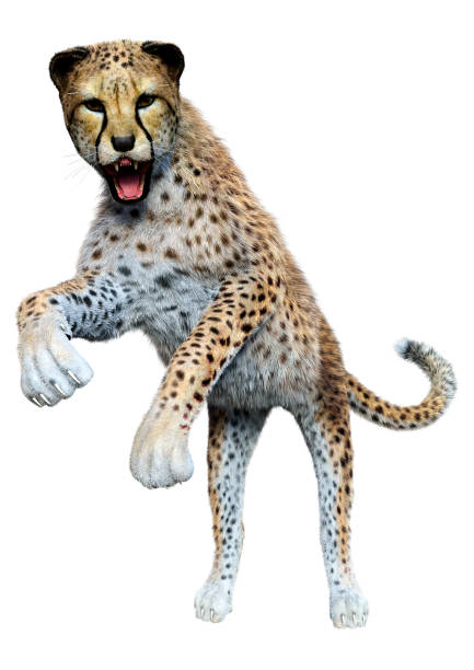 istock 3D illustration big cat cheetah on white 1256668621