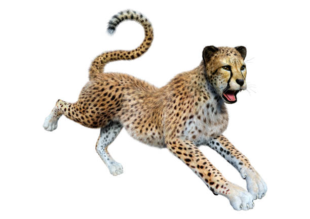 istock 3D illustration big cat cheetah on white 1256668635