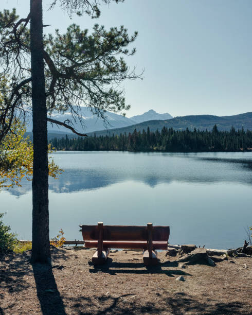 istock Wooden bench with sunlight and pine tree on lakeside 1256668744
