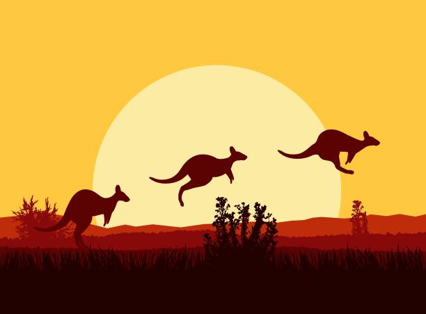 0414.eps - kangaroo outback australia sunset stock-grafiken, -clipart, -cartoons und -symbole