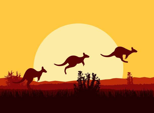 illustrazioni stock, clip art, cartoni animati e icone di tendenza di 0414.eps - kangaroo animal australia outback