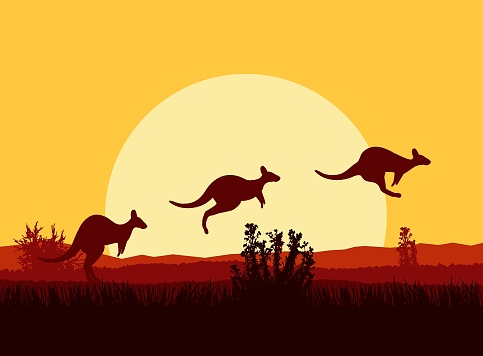 Australian desert. Silhouette of kangaroo. Sunset.