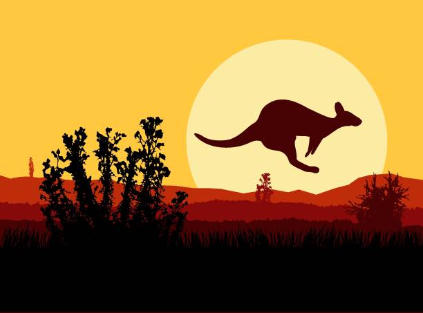 0415.eps Australian wildlife. Silhouette of kangaroo. Sunset. joey stock illustrations