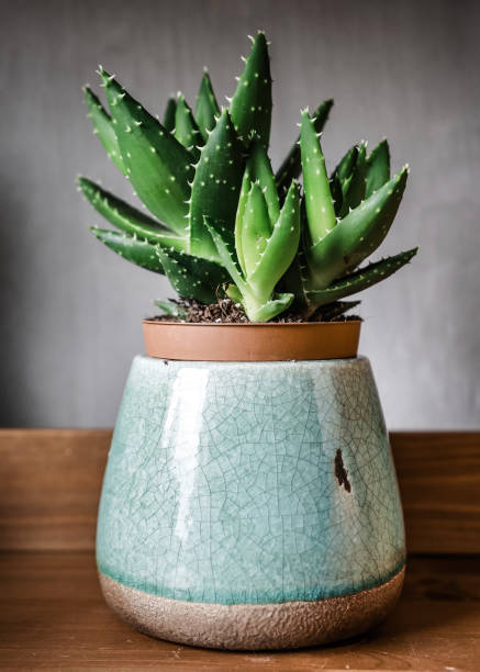 istock Decorative Cactus Plant On Shelf 1256670220