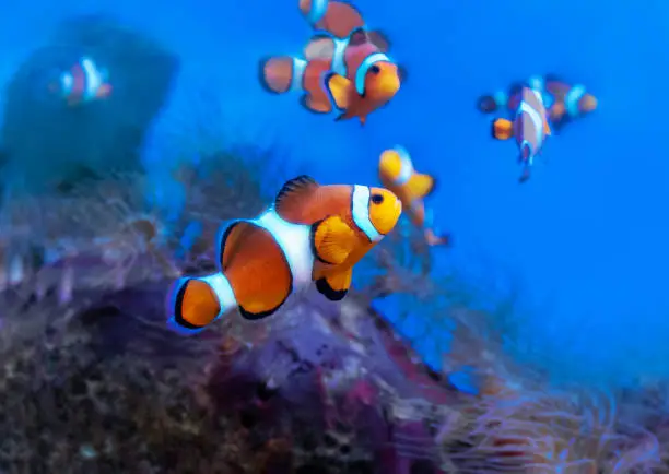 Ocellaris clownfish among the coral reef.  Amphiprion ocellaris, also known as the false percula clownfish or common clownfish