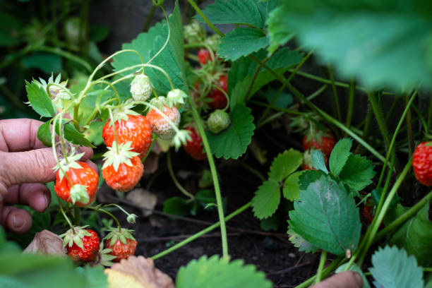 istock Homegrown sweet strawberries 1256672492