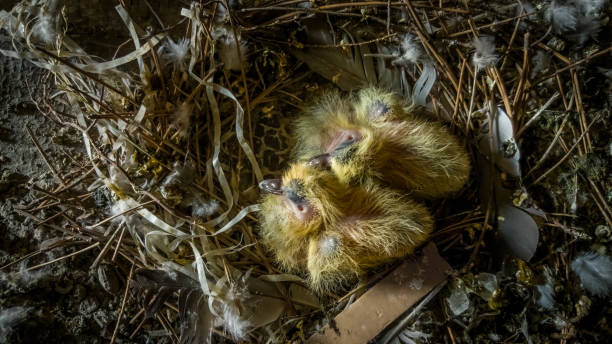 Two little squabs, pigeon chicks with yellow plumage in the bird nest Top view of two yellow newborn pigeon chicks with eyes closed in the bird nest in the roof. squab pigeon meat photos stock pictures, royalty-free photos & images
