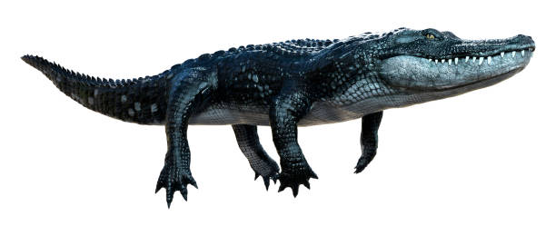istock 3D illustration black alligator on white 1256675308