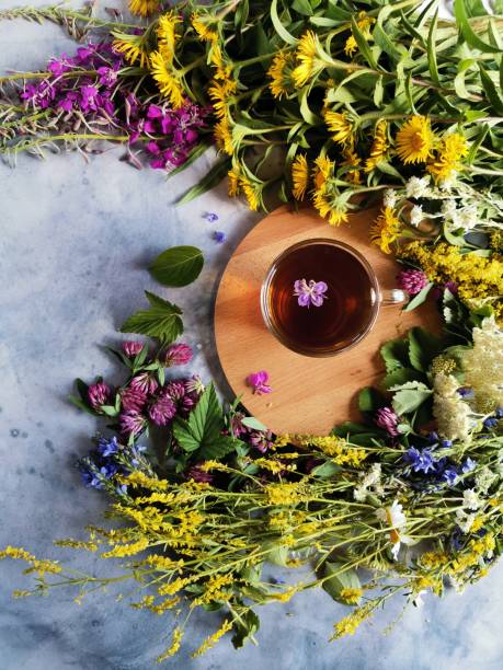 espiral de hierbas del bosque alrededor de una taza de té medicinal - ayurveda herb alternative medicine herbal medicine fotografías e imágenes de stock