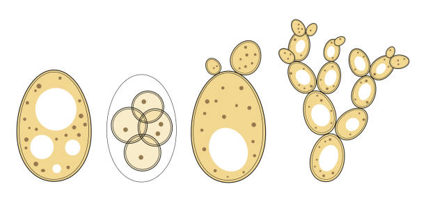Reproduction of yeast cell In the yeast cell cycle, cell growth and cell division are tightly linked and are dependent on factors such as nutrient concentration yeast cells stock illustrations