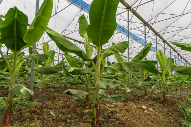 istock large banana greenhouse, heartfelt view 1256678397