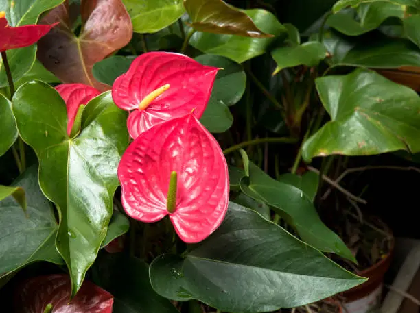 Photo of Pink Anthurium or Painted Tongue or Flamingo Lily.