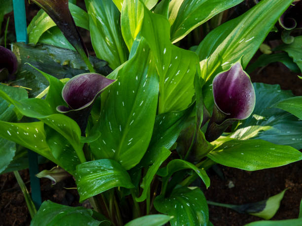 istock Zantedeschia Black Forest or Black Forest Calla Lily. 1256679364