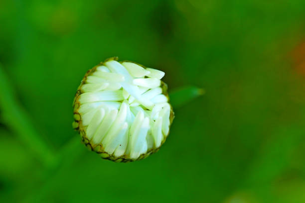 The season for collecting pollen nectar by insects from flowers.